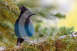 Steller`s jay Cyanocitta stelleri perching on fir bough in E.  C. Manning park, British Columbia, Canada photo