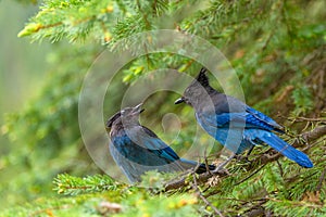 Steller`s jay Cyanocitta stelleri perching on fir bough in Glacier National Park, British Columbia, Canada photo