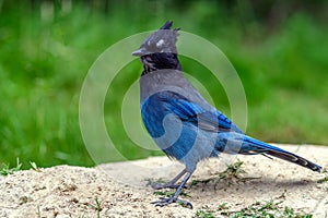 Steller`s jay Cyanocitta stelleri perching on the ground in the Rogers Pass area of the Glacier Natural Park, British Columbia,