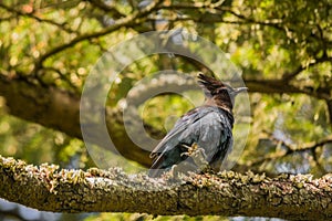 Steller\'s Jay Cyanocitta stelleri on tree branch in deep forest