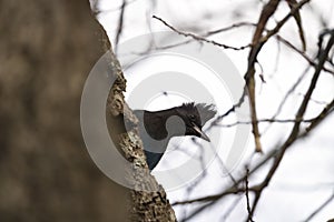 Steller\'s Jay feeding in woods