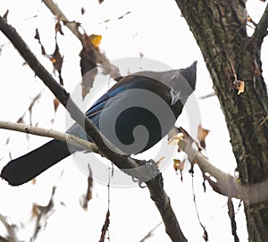 Steller\'s Jay feeding in woods