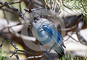 A Steller`s Jay fledgling jay immature