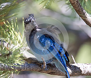 An Steller`s Jay fledgling perched on a branch