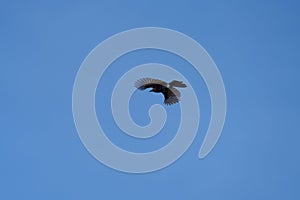 Steller`s Jay flying in the sky