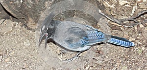 A Steller's Jay Gathering Food from the Ground