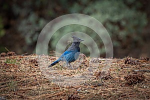 Steller`s jay, with its beautiful blue feathers and fine crest