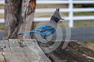 Steller`s jay, with its beautiful blue feathers and fine crest