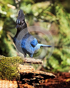 Steller`s Jay on Moss Covered Log