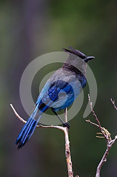 Steller`s Jay photo