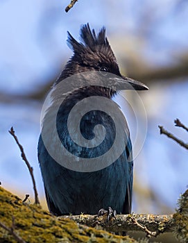 Steller\'s Jay Perched on a Tree in the Bay Area, California