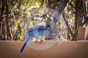 Steller`s Jay Perched on Wood Fence