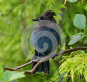 Steller`s Jay resting