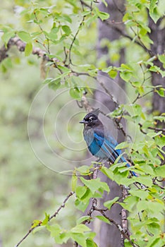 Steller`s Jay on a tree branch in deciduous forest