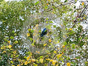 Steller’s jay. Yosemite national park, cliffs and granite rocky landscapes, giant sequoia and muir forest grove