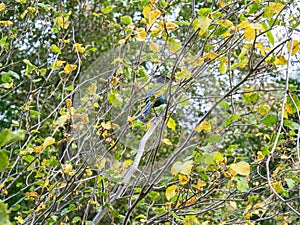 Steller’s jay. Yosemite national park, cliffs and granite rocky landscapes, giant sequoia and muir forest grove