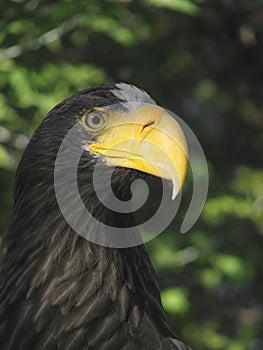 Steller's sea eagle