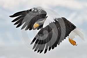 Steller's Sea eagle