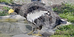 Steller`s sea eagle 3