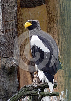StellerÃÂ´s sea-eagle