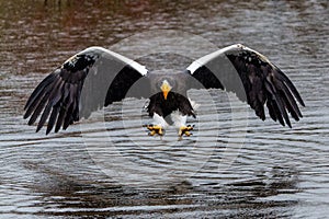 Steller`s sea eagle also known as Pacific sea eagle