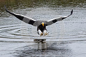 Steller`s sea eagle also known as Pacific sea eagle