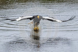 Steller`s sea eagle also known as Pacific sea eagle