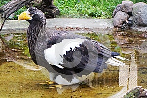 Steller's Sea Eagle as big bird