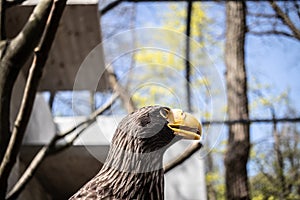 Steller`s Sea-eagle beak, Haliaeetus pelagicus, Falconiformes, Accipitridae, large diurnal bird of prey