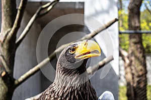 Steller`s Sea-eagle beak, Haliaeetus pelagicus, Falconiformes, Accipitridae, large diurnal bird of prey