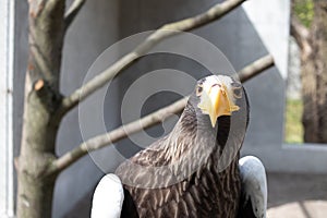 Steller`s Sea-eagle beak, Haliaeetus pelagicus, Falconiformes, Accipitridae, large diurnal bird of prey