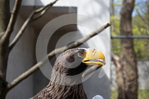 Steller`s Sea-eagle beak, Haliaeetus pelagicus, Falconiformes, Accipitridae, large diurnal bird of prey