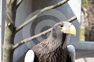 Steller`s Sea-eagle beak, Haliaeetus pelagicus, Falconiformes, Accipitridae, large diurnal bird of prey