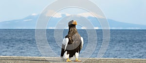 Steller`s sea eagle. Blue sky and ocean background.