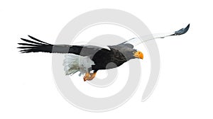 Steller`s sea eagle in flight.