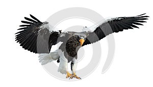 Steller`s sea eagle in flight.
