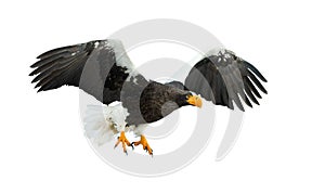 Steller`s sea eagle in flight.