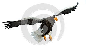 Steller`s sea eagle in flight.