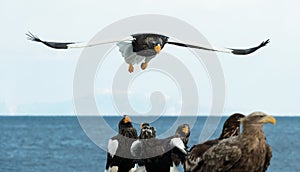 Steller`s sea eagle in flight.