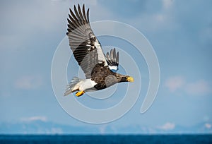 Steller`s sea eagle in flight.