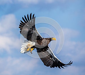 Steller`s sea eagle in flight on background blue sky. Japan. Hokkaido.