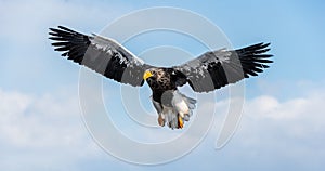 Steller`s sea eagle in flight. Blue sky background. Scientific name: Haliaeetus pelagicus. Natural Habitat. Winter Season