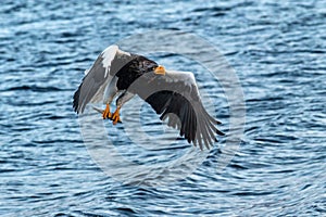 Steller`s sea eagle  in flight, eagle with a fish which has been just plucked from the water in Hokkaido, Japan, eagle with a fis