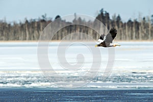 Steller`s sea eagle in flight, Hokkaido, Japan, majestic sea raptors with big claws and beaks, wildlife scene from nature,birding