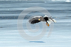 Steller`s sea eagle in flight, Hokkaido, Japan, majestic sea raptors with big claws and beaks, wildlife scene from nature,birding