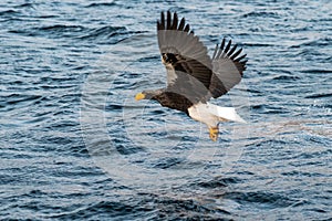 Steller`s sea eagle in flight hunting fish from sea at sunrise,Hokkaido, Japan, majestic sea eagle with big claws aiming to catch