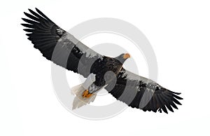 Steller`s sea eagle in flight. Isolated on white background.