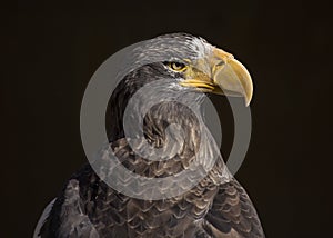 Steller`s sea eagle Haliaeetus pelagicus