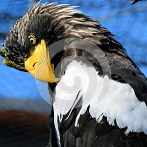 Steller`s sea eagle Haliaeetus pelagicus