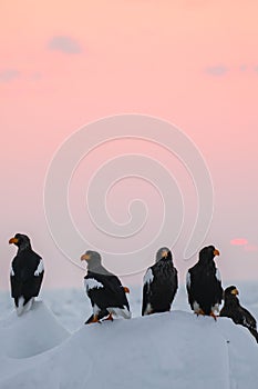 Steller\'s Sea Eagle, Haliaeetus pelagicus